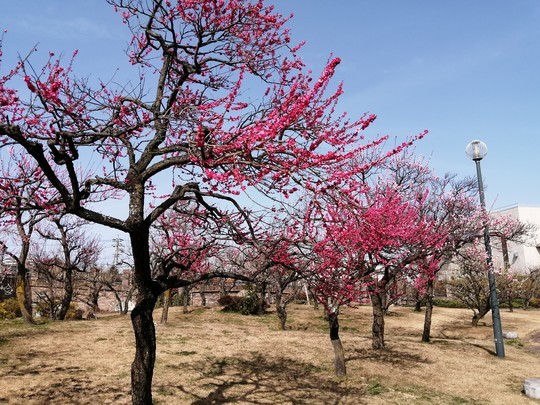 f:id:watto:20200301131739j:plain f:id:watto:20200301131739j:plain