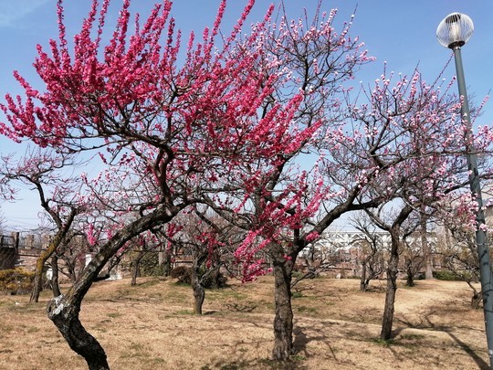 f:id:watto:20200301131750j:plain f:id:watto:20200301131750j:plain