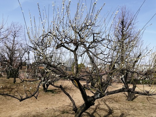 f:id:watto:20200301131805j:plain f:id:watto:20200301131805j:plain