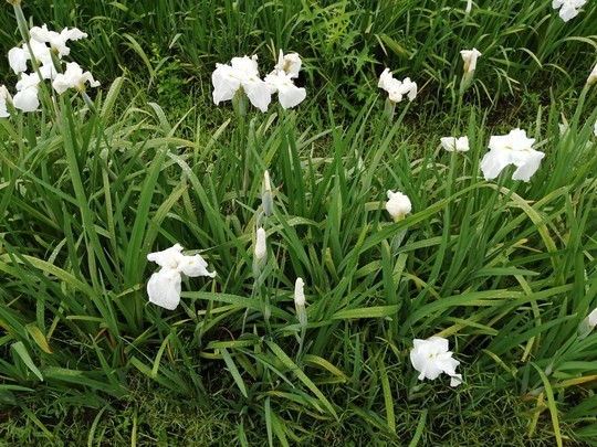 f:id:watto:20200618112640j:plain