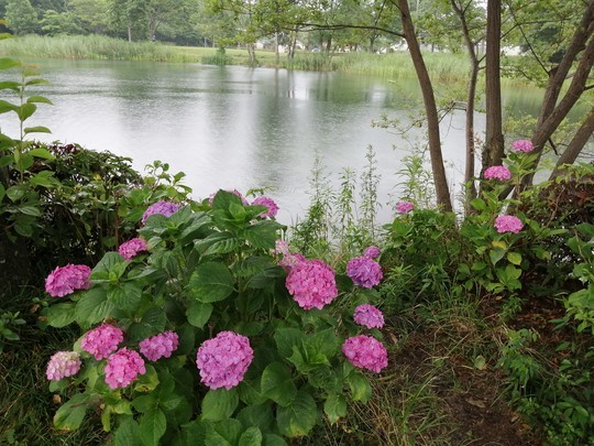 f:id:watto:20200618113049j:plain