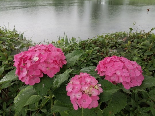 f:id:watto:20200618113110j:plain