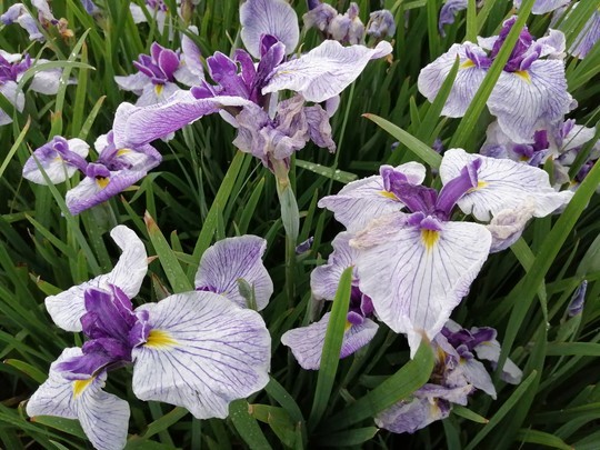 f:id:watto:20200618113347j:plain