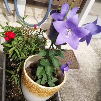 f:id:watto:20200716093124j:plain f:id:watto:20200716093124j:plain