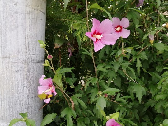 f:id:watto:20200718141022j:plain f:id:watto:20200718141022j:plain