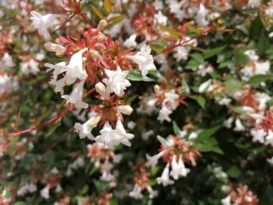 f:id:watto:20200718141515j:plain f:id:watto:20200718141515j:plain