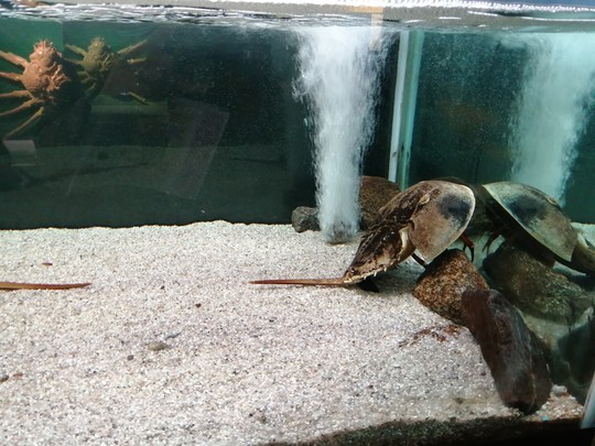 f:id:watto:20201112113408j:plain