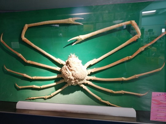 f:id:watto:20201112113423j:plain