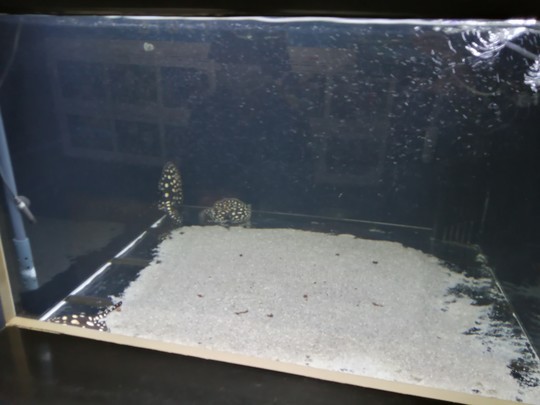 f:id:watto:20201112113549j:plain