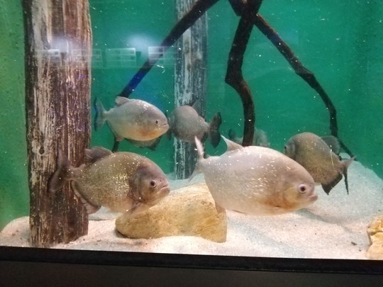 f:id:watto:20201112114153j:plain