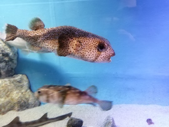 f:id:watto:20201112114630j:plain