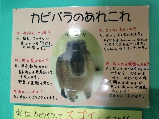 f:id:watto:20201112115053j:plain