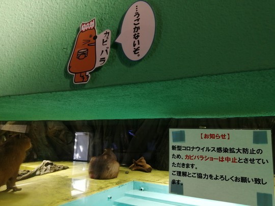 f:id:watto:20201112115134j:plain