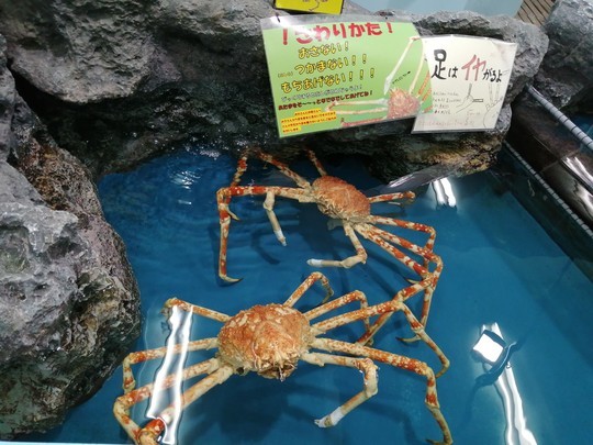 f:id:watto:20201112120853j:plain