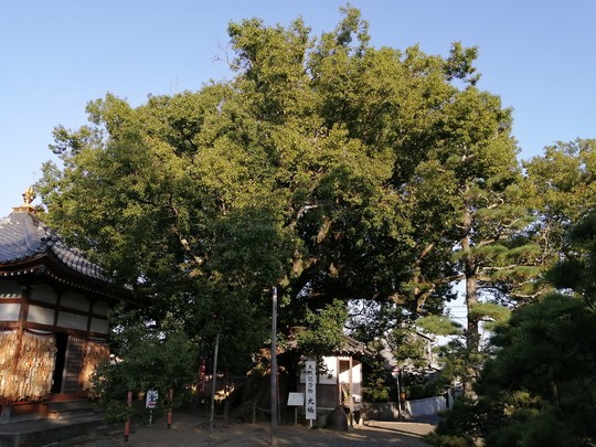 f:id:watto:20201112152045j:plain