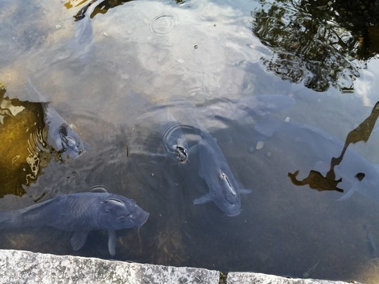 f:id:watto:20201126114410j:plain