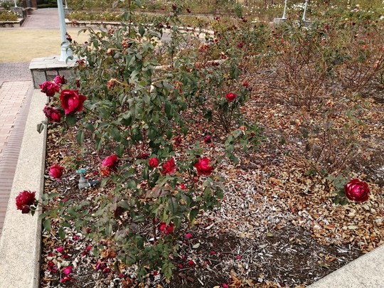 f:id:watto:20201210122502j:plain