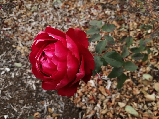 f:id:watto:20201210122516j:plain
