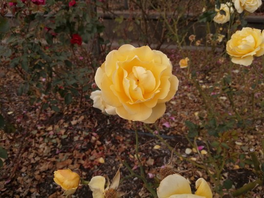 f:id:watto:20201210122619j:plain