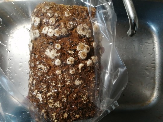 f:id:watto:20210123152241j:plain