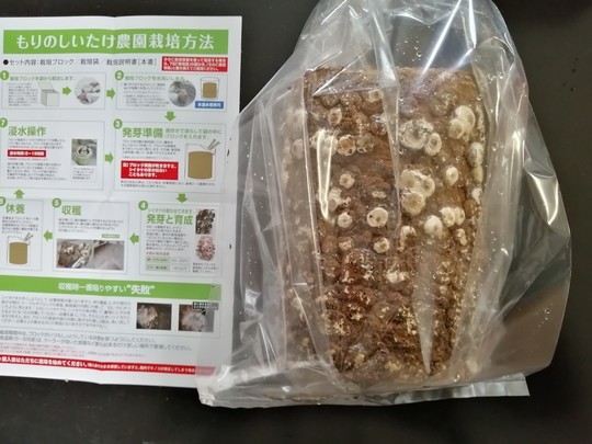 f:id:watto:20210123152620j:plain