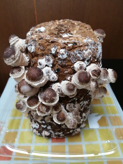 f:id:watto:20210128144352j:plain