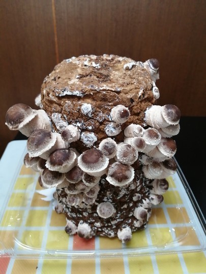 f:id:watto:20210128144410j:plain