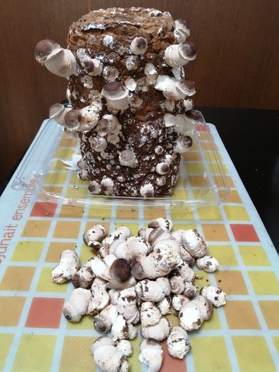 f:id:watto:20210128145222j:plain