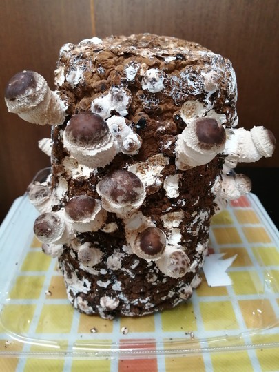 f:id:watto:20210128145252j:plain