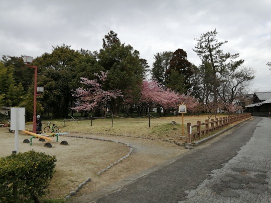 戸苅河津桜園