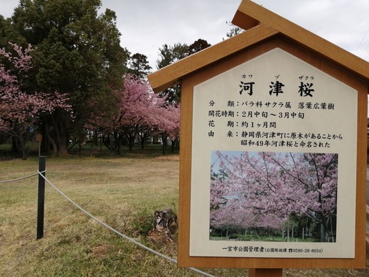 戸苅河津桜園