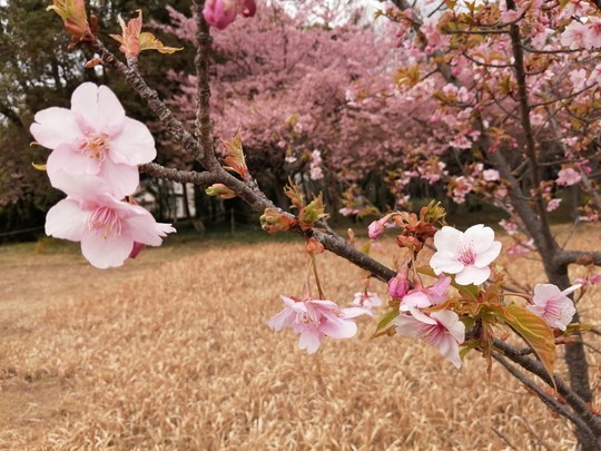 戸苅河津桜園