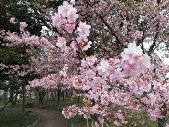 戸苅河津桜園