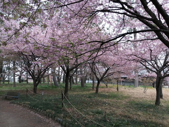 戸苅河津桜園