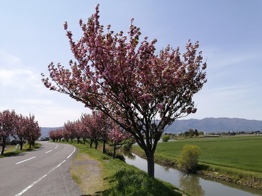 f:id:watto:20210415124021j:plain