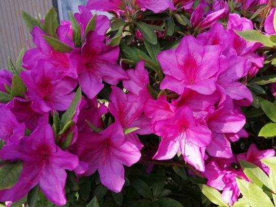f:id:watto:20210415155332j:plain