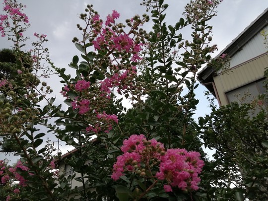 f:id:watto:20210729154905j:plain