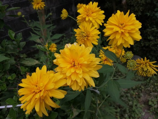 f:id:watto:20210729154915j:plain