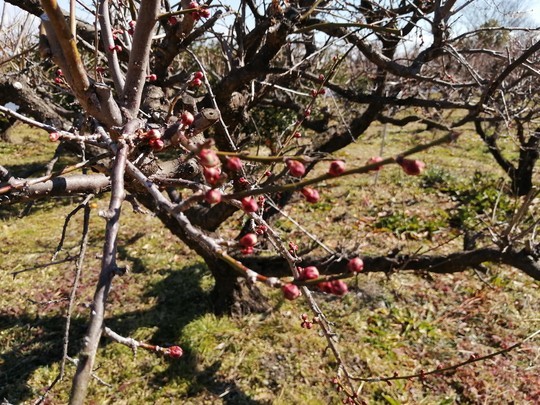 f:id:watto:20220224104457j:plain