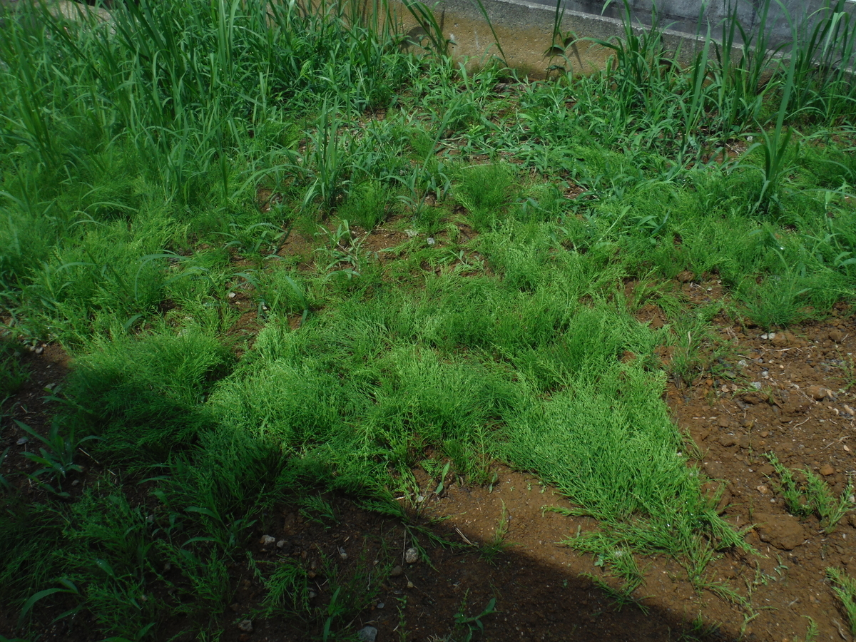 f:id:watyadiy:20200628150434j:plain f:id:watyadiy:20200628150434j:plain