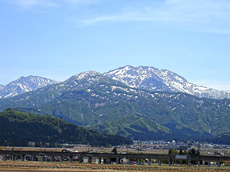 【感謝2000人フォロワー】⑧白中斑　アガべ　氷山　太陽神　TC2株 ♯60 感謝2000人フォロワー】⑧白中斑 アガべ 氷山 太陽神 TC2株 ♯60 TAG