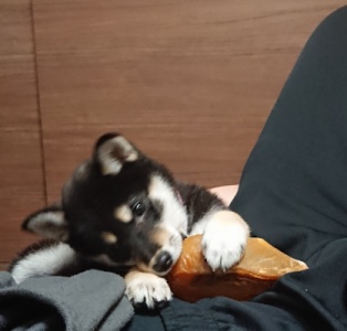 衝撃 自分のうんちを食べる 食糞 しょくふん 柴犬生活 黒柴クロ
