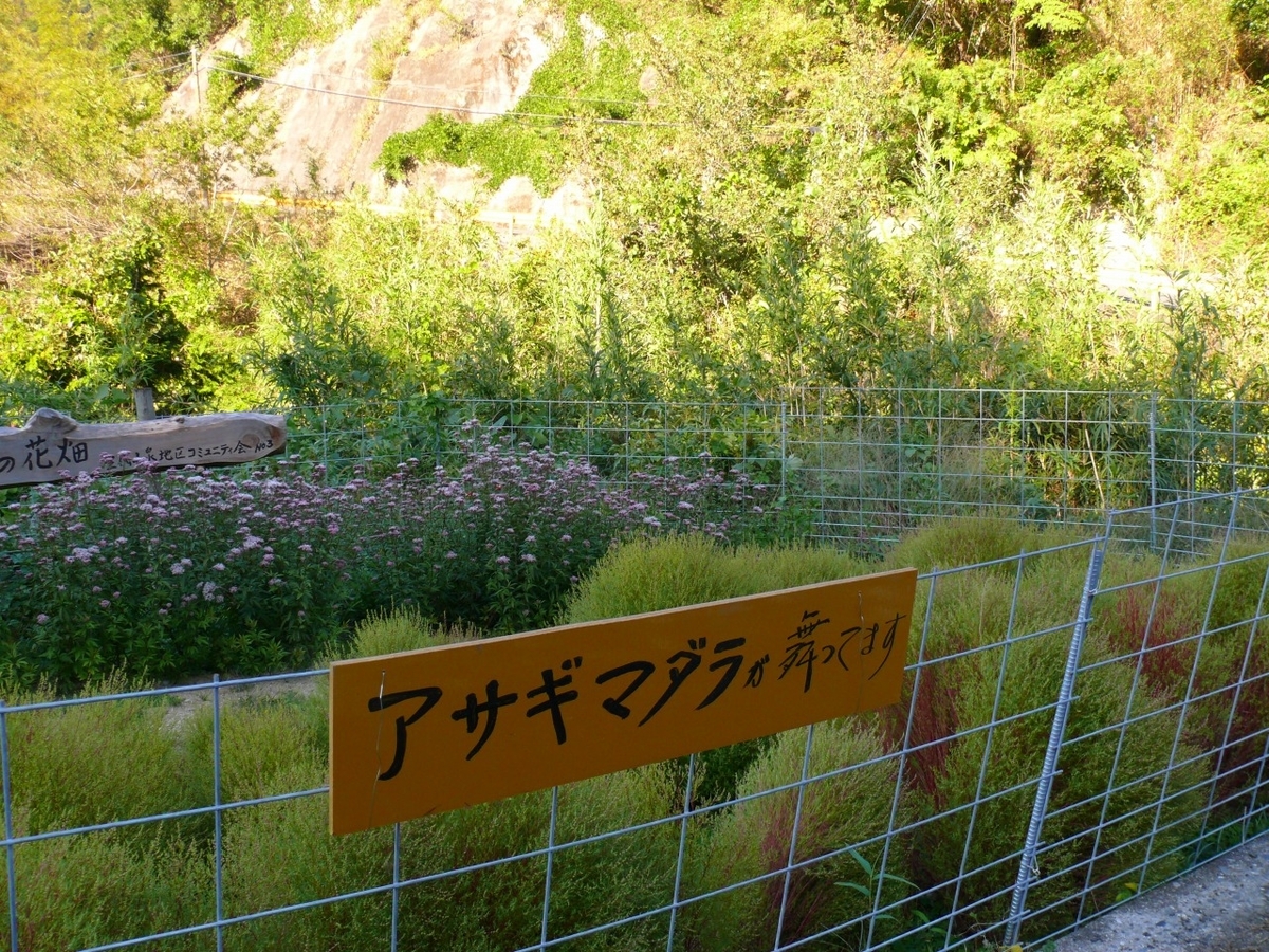 f:id:wayayan400:20201216183340j:plain