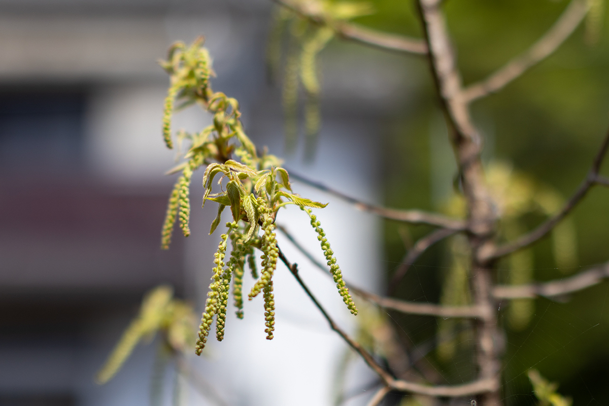 シグマ 50mm F1.4 EX DG HSM】も少しウデを上げられれば魅力的なレンズ 