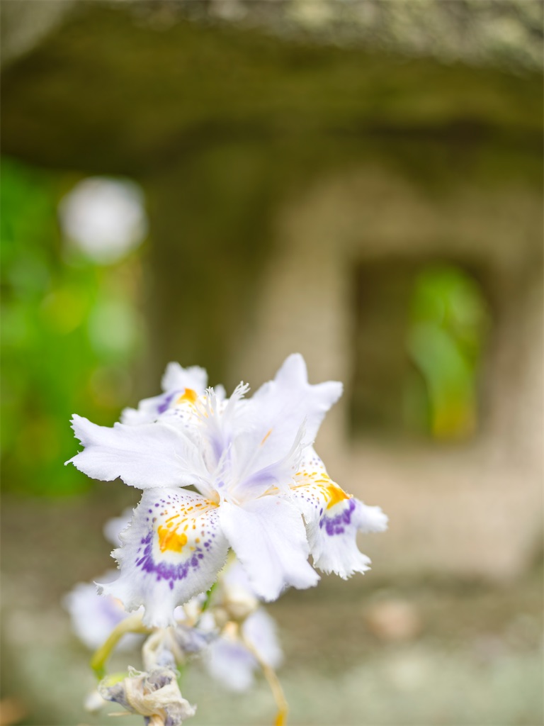 f:id:wayofturtle:20250429153358j:image f:id:wayofturtle:20250429153358j:image