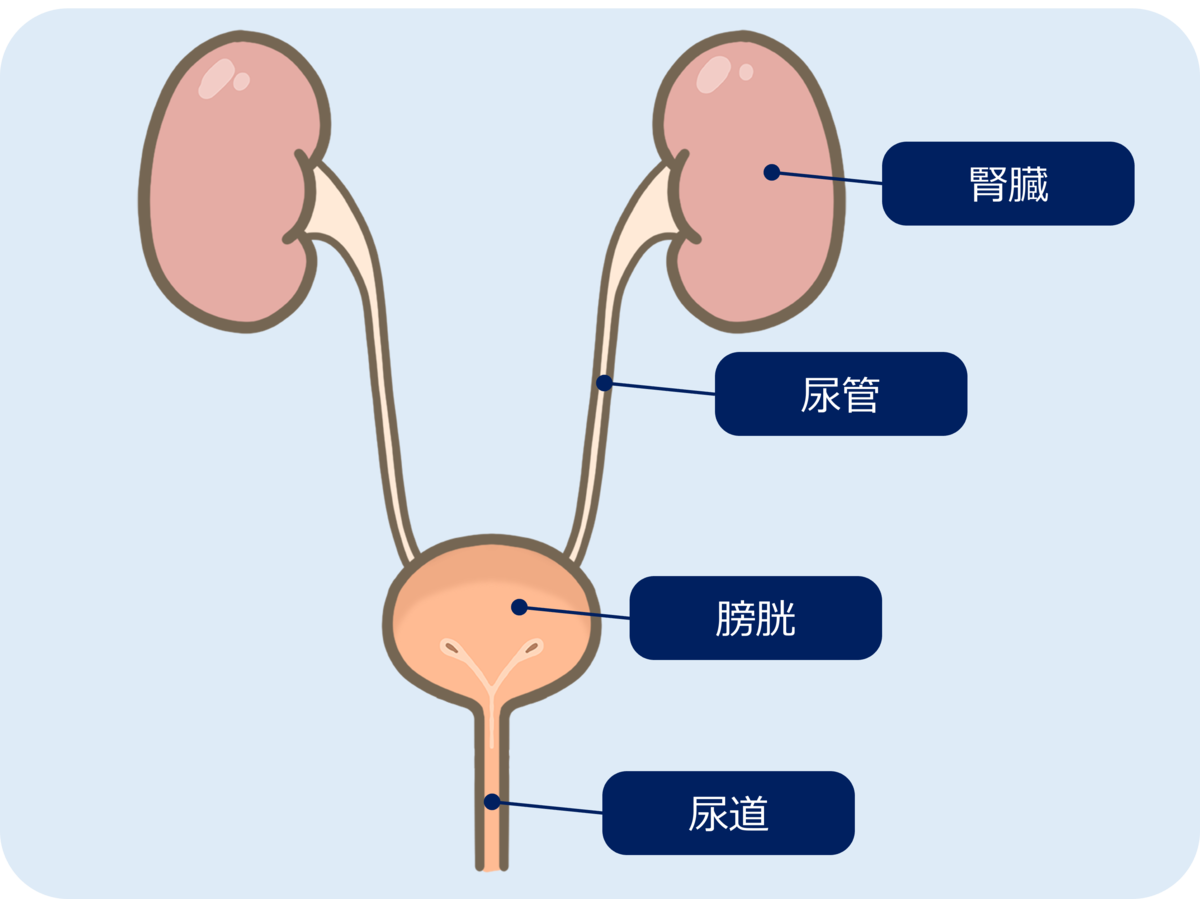 悶絶級の痛み！尿路結石やってみな、飛ぶぞ！ - WaypointLogger