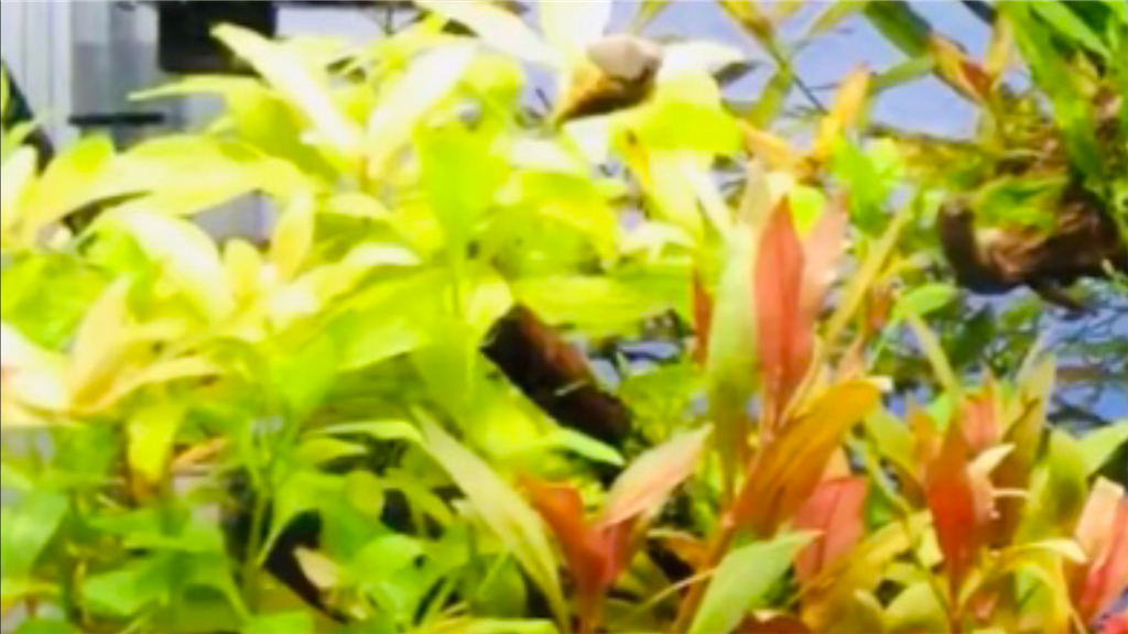 Sale 65 Off 水草 置くだけ簡単 ハイグロフィラ ポリスペルマ 水中葉 穴あき溶岩石付 無農薬 1個 Sale 65 Off 水草 置くだけ簡単 ハイグロフィラ ポリスペルマ 水中葉 穴あき溶岩石付 無農薬 1個