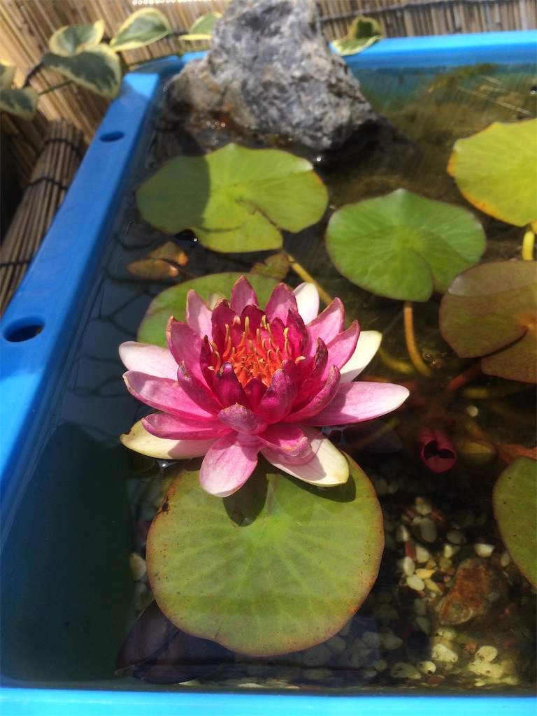 f:id:wazao_souren:20200912082128j:image