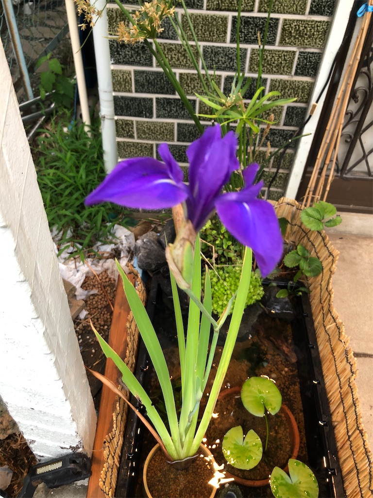 f:id:wazao_souren:20200912082202j:image