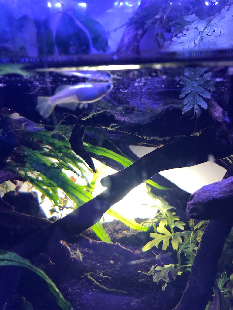 f:id:wazao_souren:20200915212348j:image